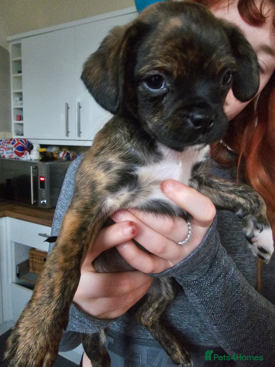 Mixed Breed dogs for sale: Staffy cross puppies  - Advert 16
