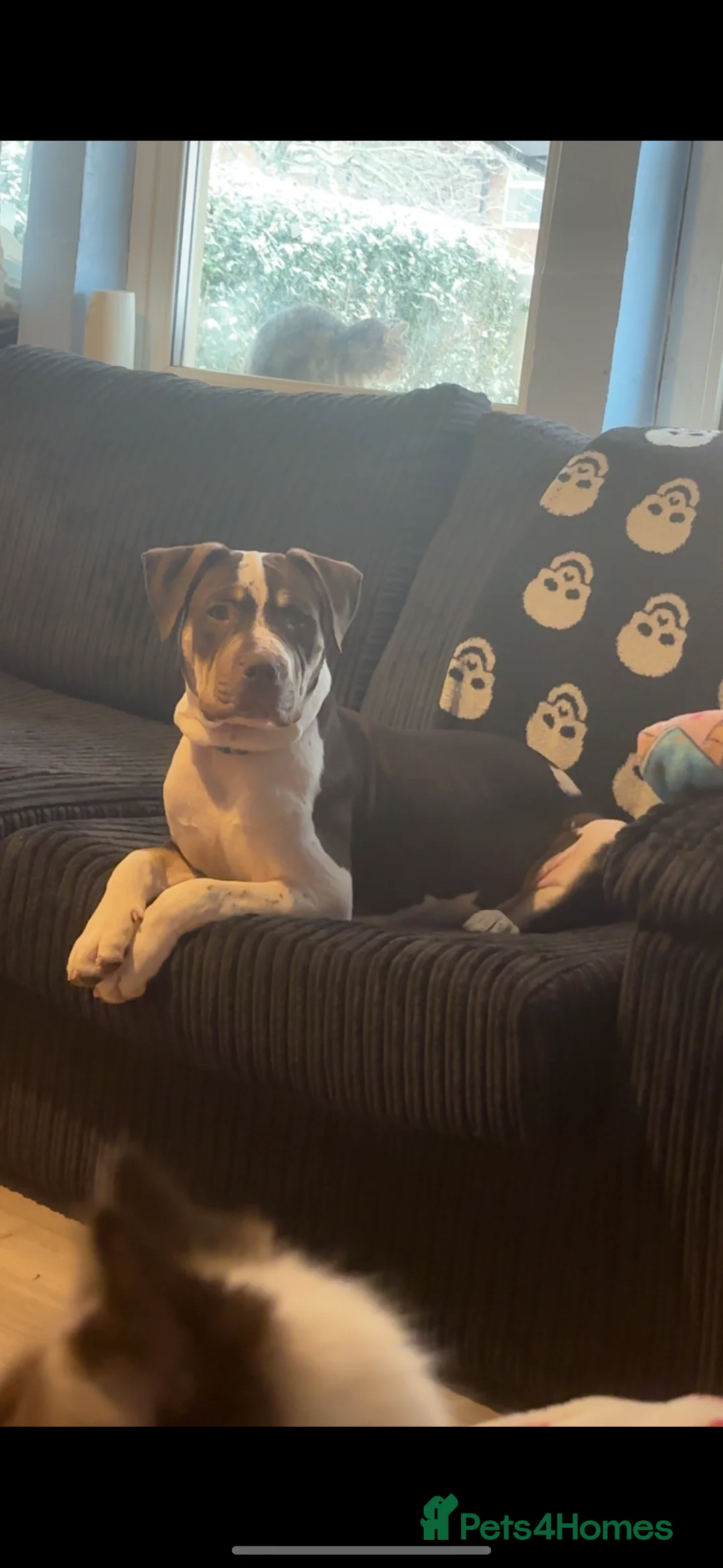 American Bulldog dogs for sale: 6 month old American bulldog - Advert 2