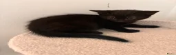 Mixed Breed cats for sale: Lovely playful kittens  - Advert 31