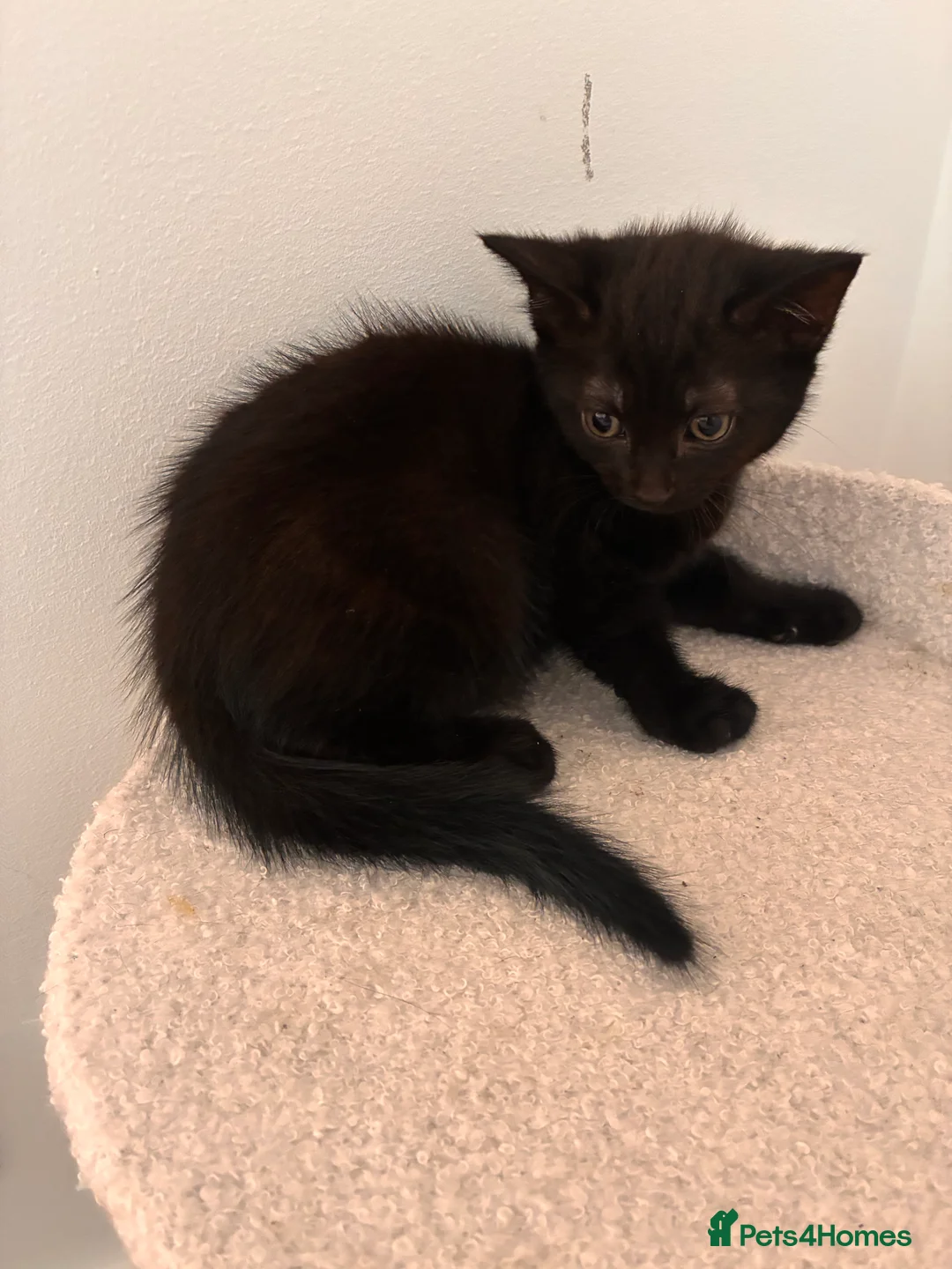 Mixed Breed cats for sale: Lovely playful kittens  - Advert 31
