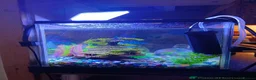 Bettas fish for sale: Purple Betta, 4 Corydoras, Catfish and Apple snail - Advert 6