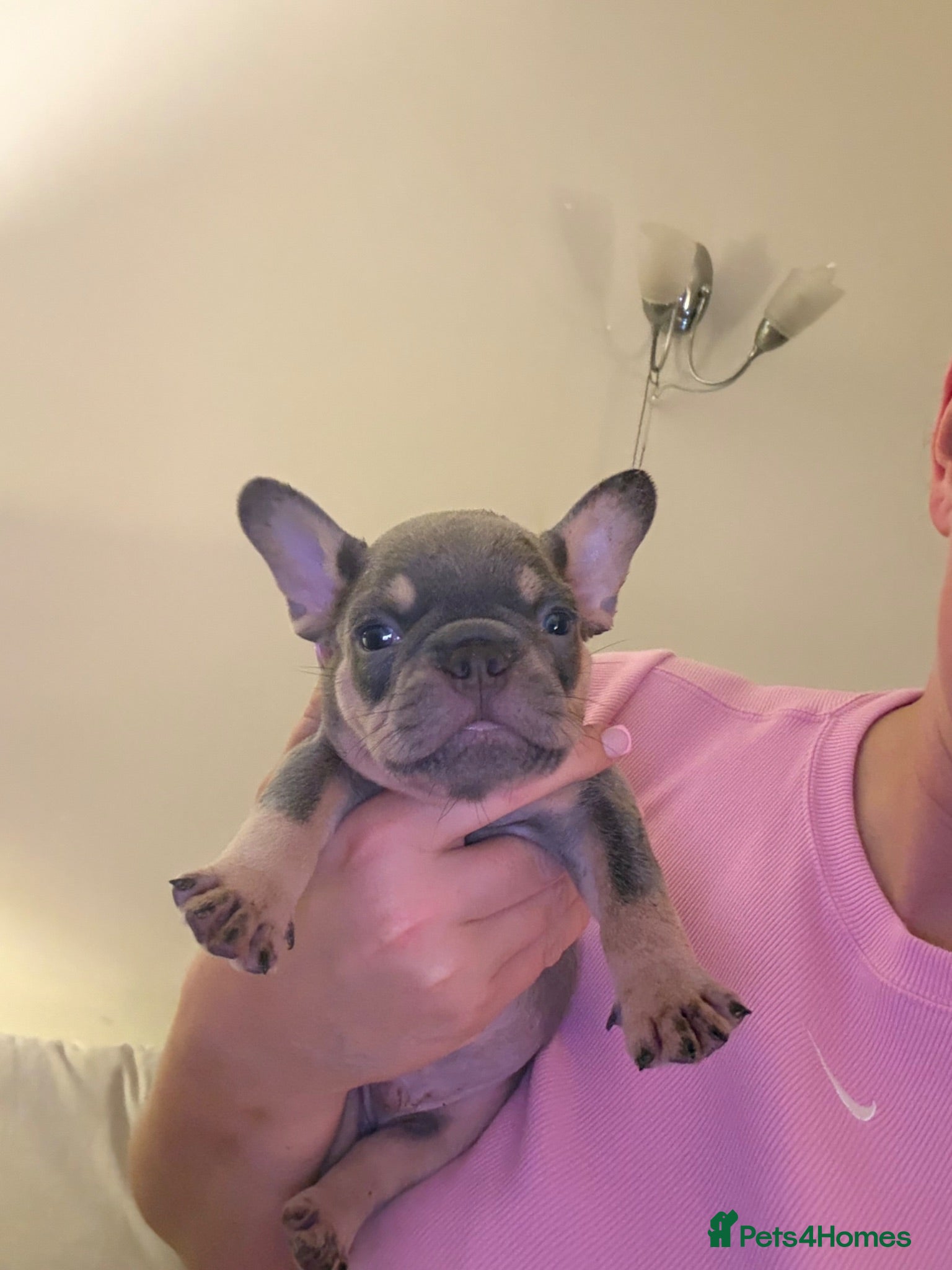 French Bulldog dogs 5 lilac tan frenchies carrying testable  - Advert 10