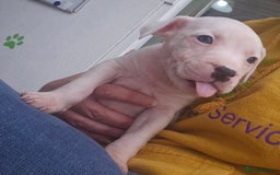 Staffordshire Bull Terrier dogs for sale: Blue/blue&white staffs - Image 1