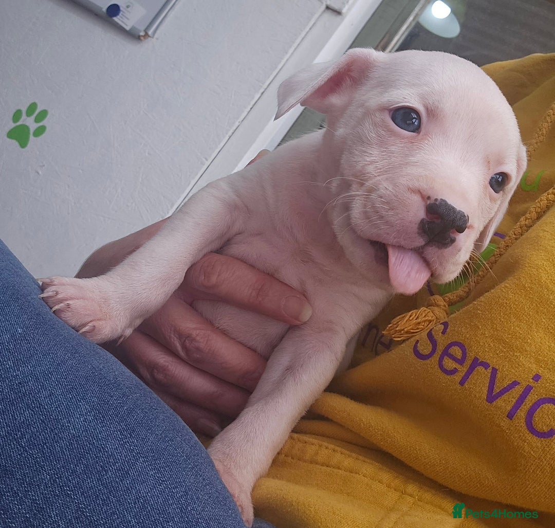 Staffordshire Bull Terrier dogs for sale: Blue/blue&white staffs - Image 1