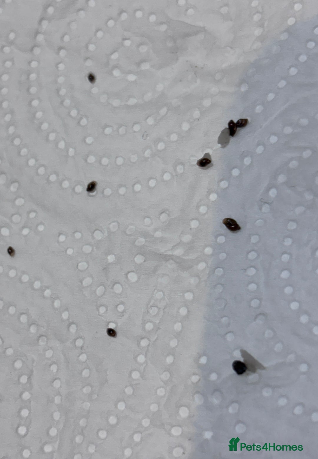 Snails invertebrates for sale: Aquarium snails  - Advert 3