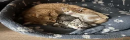 British Shorthair cats for sale: 3 gorgeous kittens soon to be ready for new homes - Advert 2