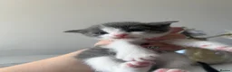 Mixed Breed cats for sale: 5 Gorgeous Kittens~Ready to be reserved  - Advert 11