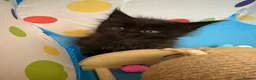 Maine Coon cats for sale: TICA registered Mainecoon kittens - Advert 3
