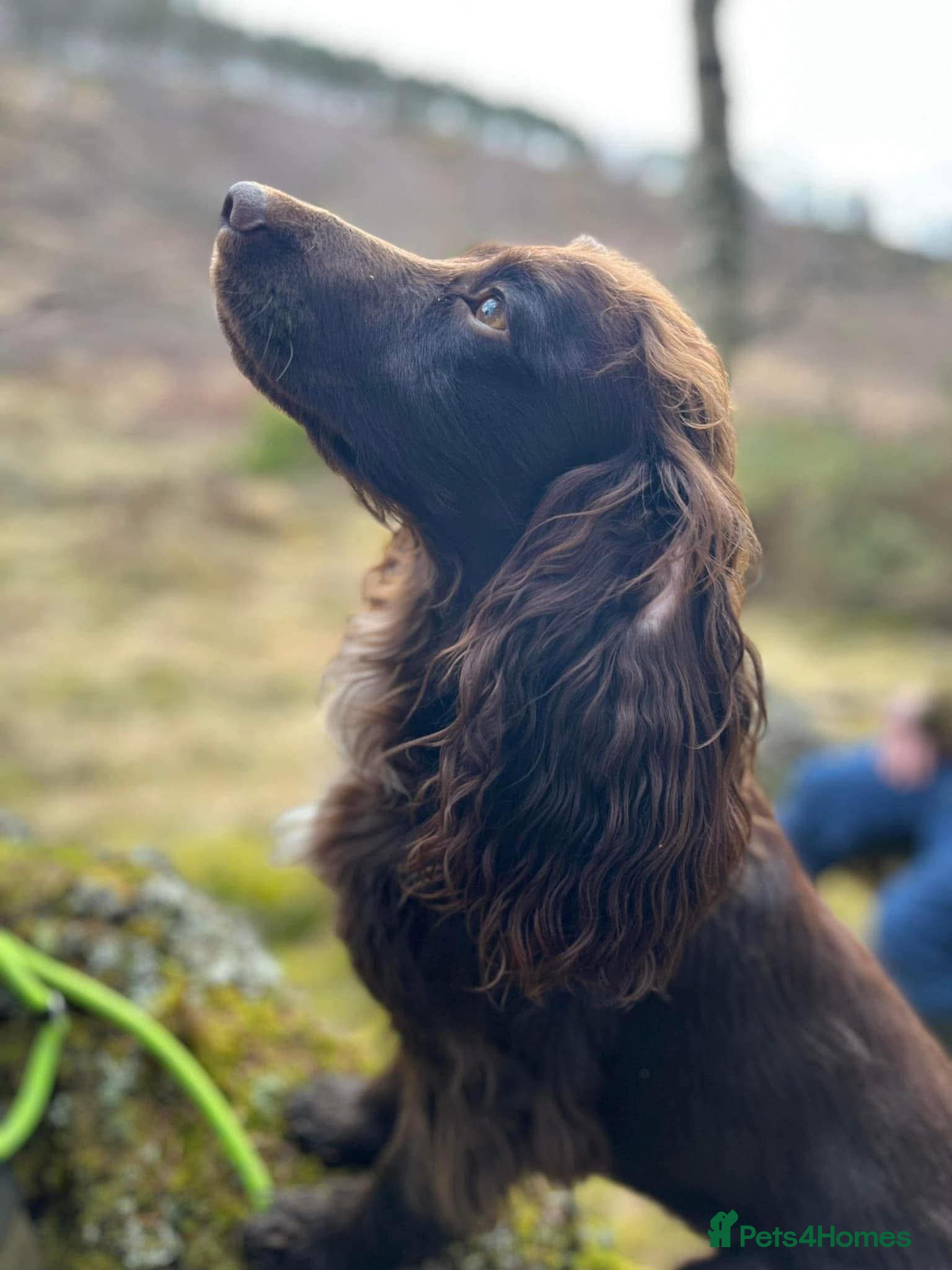 Cocker Spaniel dogs 100% Cocker spaniel proven stud - Advert 1