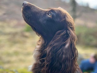 Cocker Spaniel dogs - Advert 3