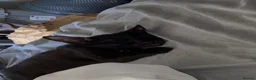 British Shorthair cats for sale: Black cat - Advert 2