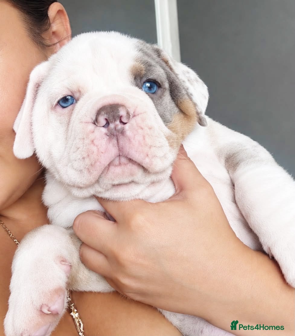 Olde English Bulldogge dogs 🍁🩵 stunning olde English pups 🩷🍁 - Advert 4