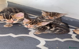 Bengal cats for sale: 3 beautiful pure breed bengals  - Image 4