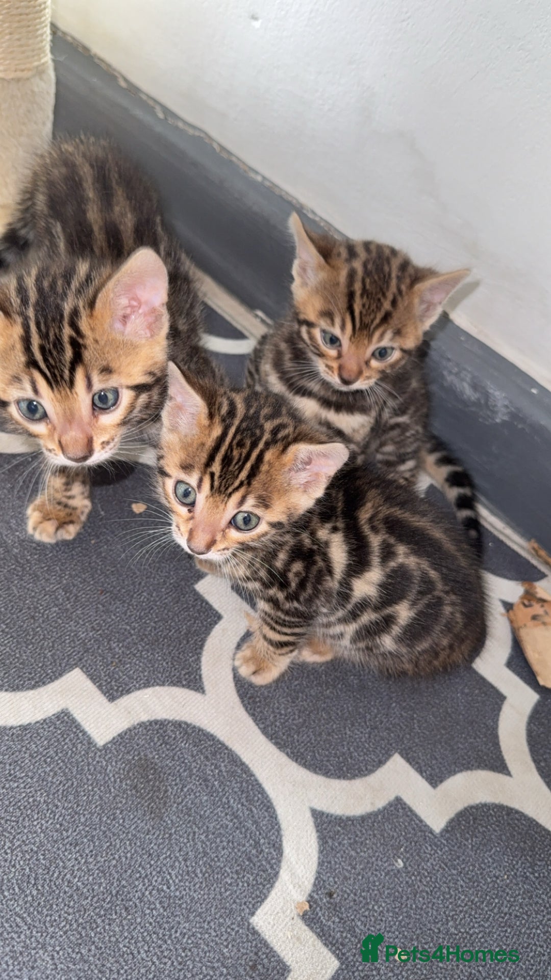Bengal cats for sale: 3 beautiful pure breed bengals  - Image 4