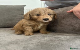 Cockapoo dogs for sale: Cockapoo puppies - Image 18