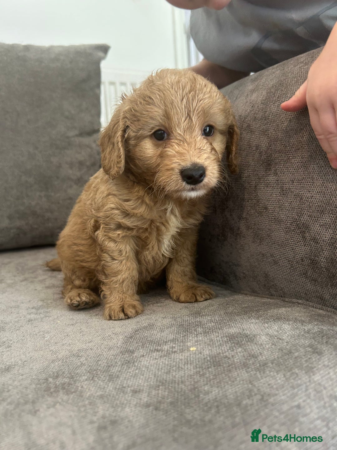 Cockapoo dogs for sale: Cockapoo puppies - Image 18