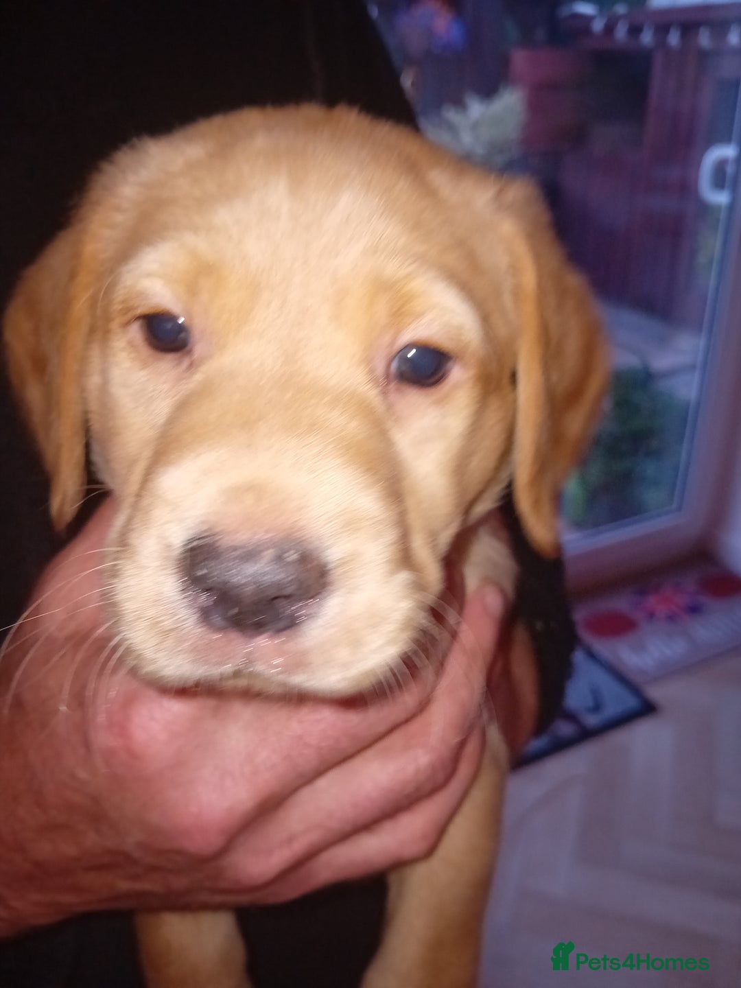 Labrador Retriever dogs for sale: Fox red labrador puppies  - Image 11