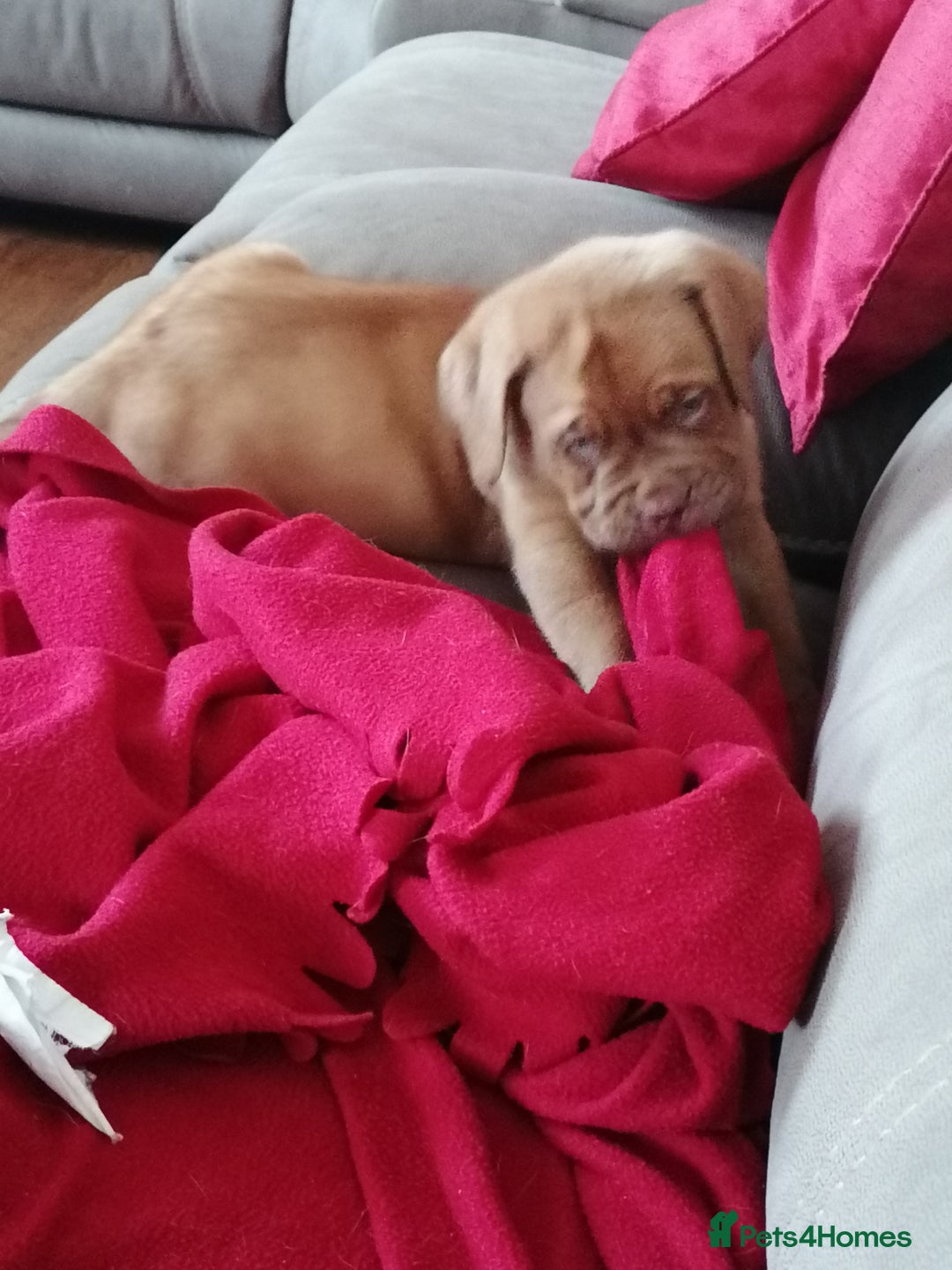 Dogue De Bordeaux dogs for sale: Gorgeous DOUGUE Babies - Image 15