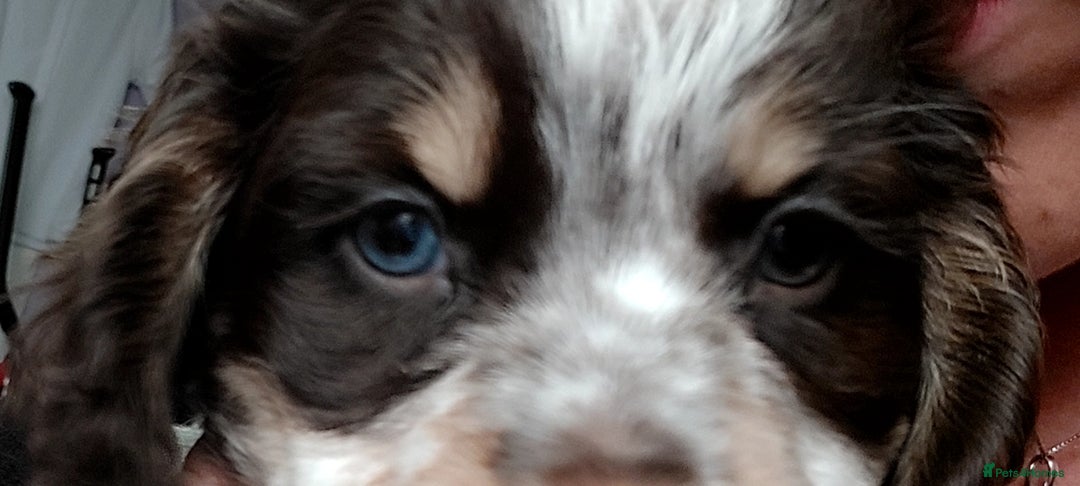 Cocker Spaniel dogs for sale: One tri colour girl looking for forever home - Image 12