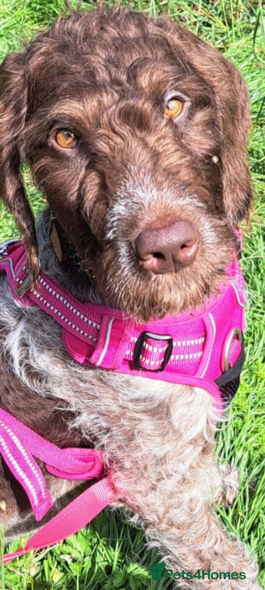 Mixed Breed dogs for sale: Poodle/pointer pups in Cumnock - Image 16