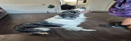 Border Collie dogs for sale: Beautiful border collie - Advert 3