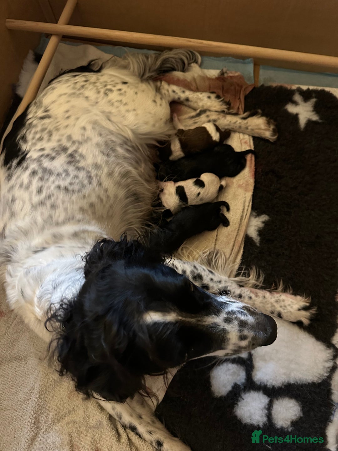 Sprocker dogs for sale: SPROCKER PUPPIES FOR SALE - Image 13