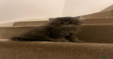 Persian cats - Advert 7