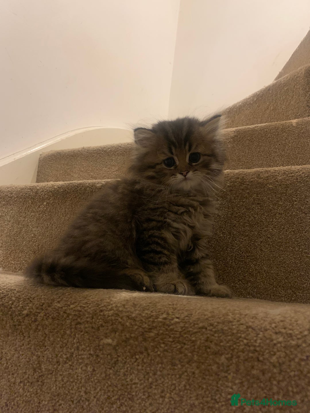 Persian cats for sale: 2 beautiful Persian kittens available from today  - Image 3