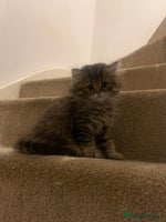 Persian cats - Advert 15