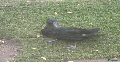 Ducks poultry - Advert 6