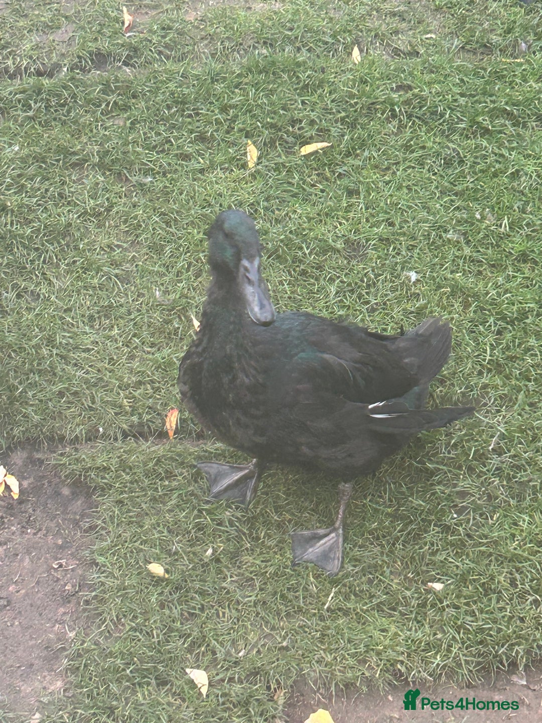 Ducks poultry for sale: 4 ducks for sale  - Image 2