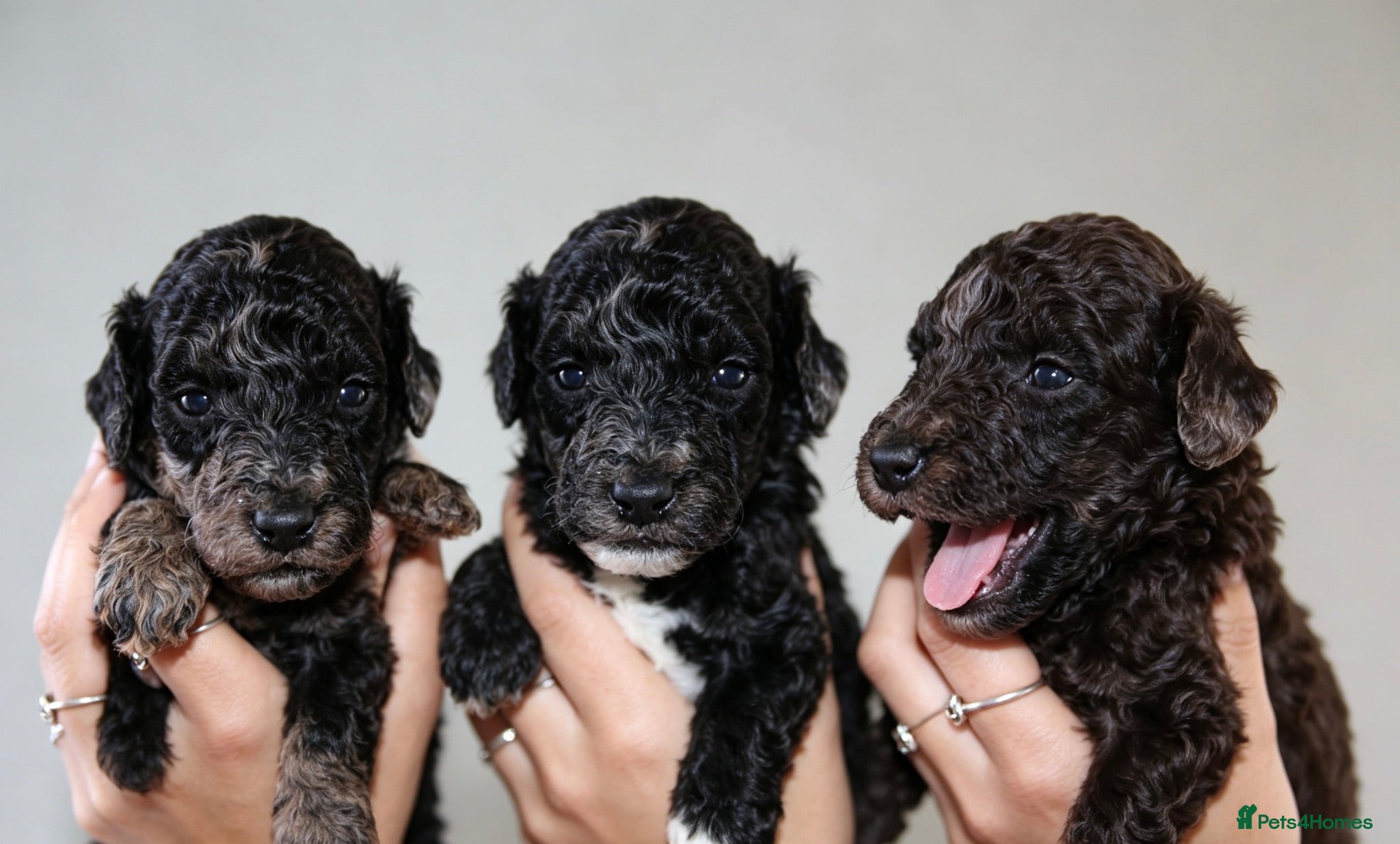 Miniature Poodle dogs Beautiful miniature poodle puppies  - Advert 2