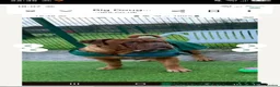 Dogue De Bordeaux dogs for stud: Big Dougie for stud - Advert 10