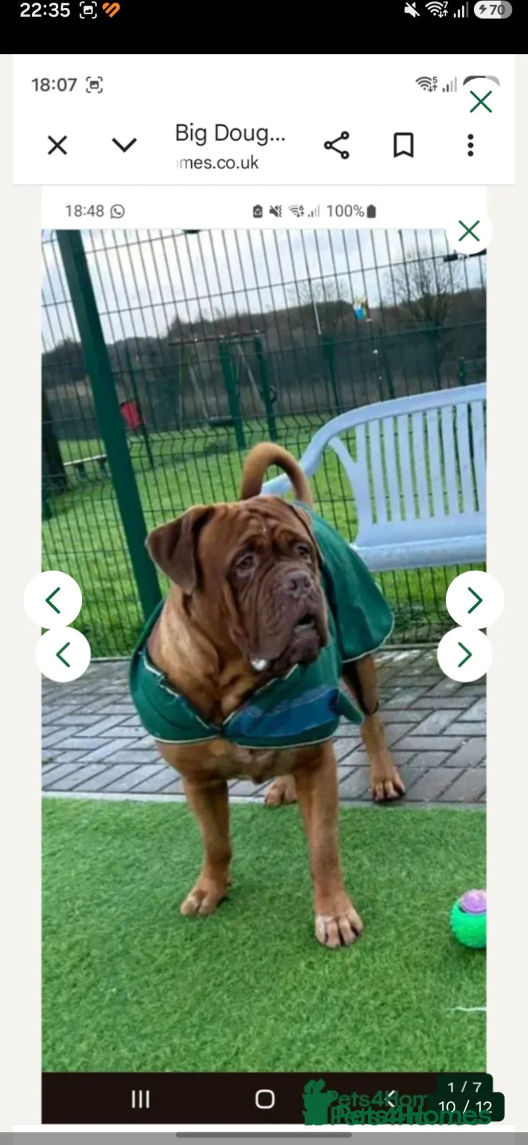 Dogue De Bordeaux dogs for stud: Big Dougie for stud - Advert 10