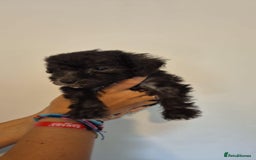Bedlington Terrier dogs for sale: Bedlington terrier puppies  - Image 18