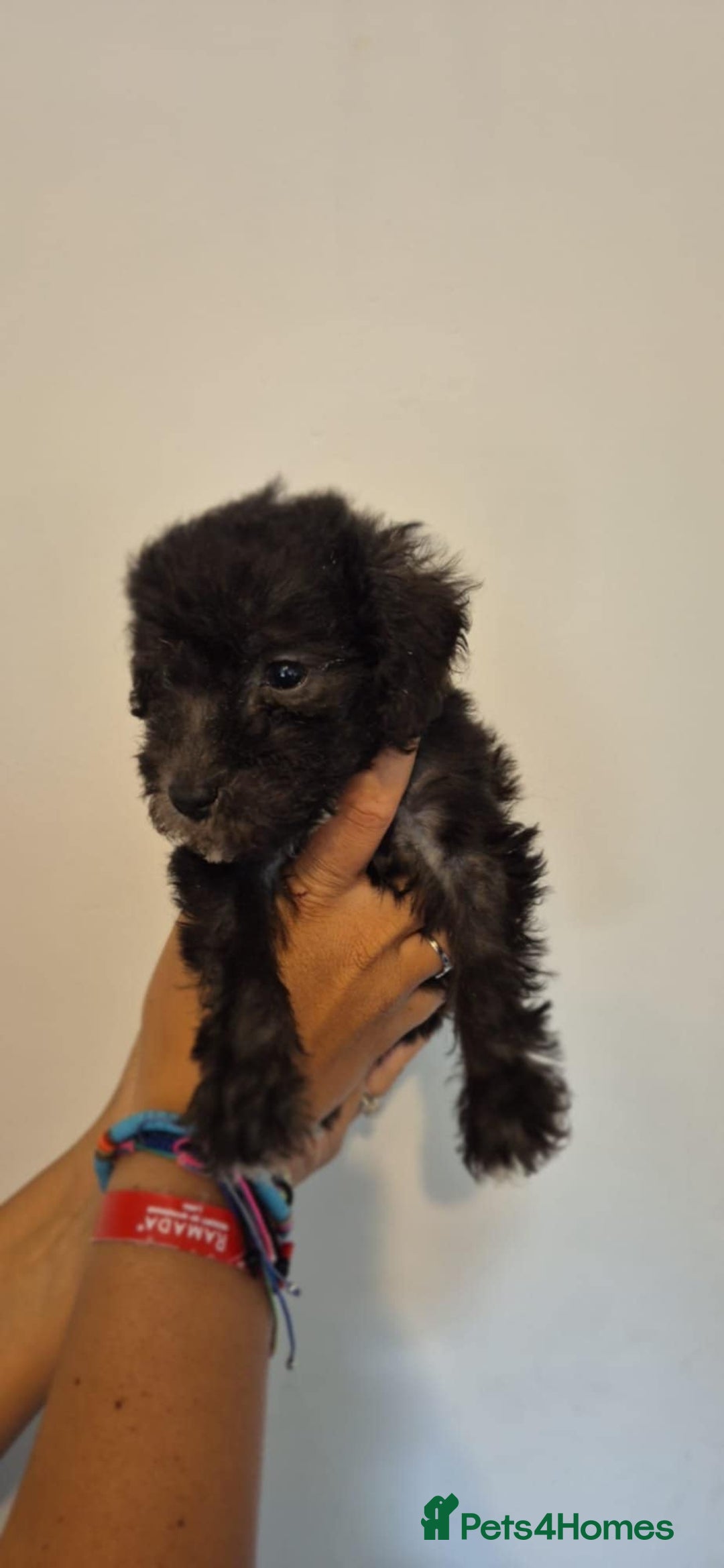 Bedlington Terrier dogs for sale: Bedlington terrier puppies  - Image 18