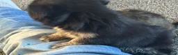 Chihuahua dogs for sale: Long hair stunning chihuahuas pedigree  in Worcester - Advert 13