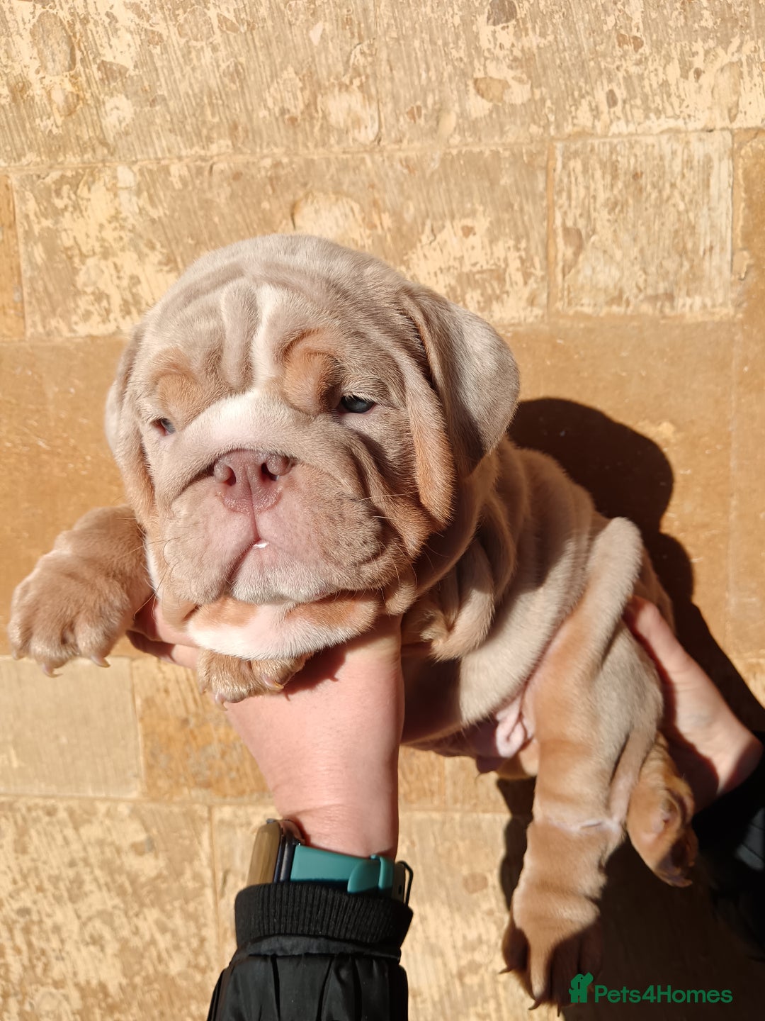 English Bulldog dogs for sale: 2 stunning males from the world famous Mr muscle  - Advert 14