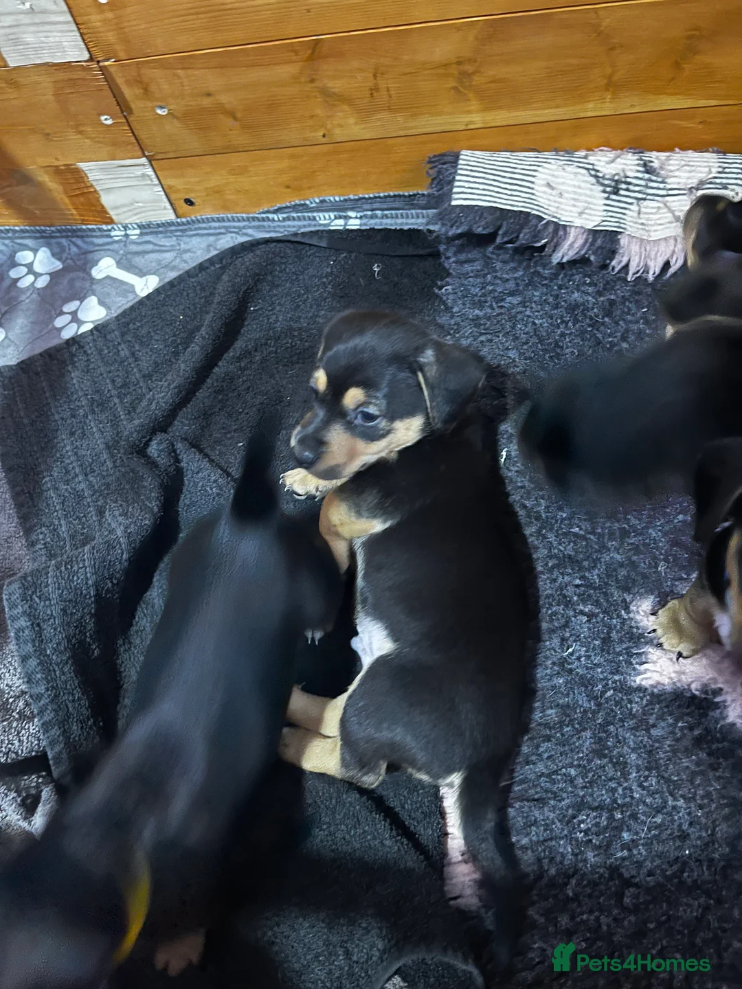 Jackshund dogs for sale: Jackshound - Advert 28