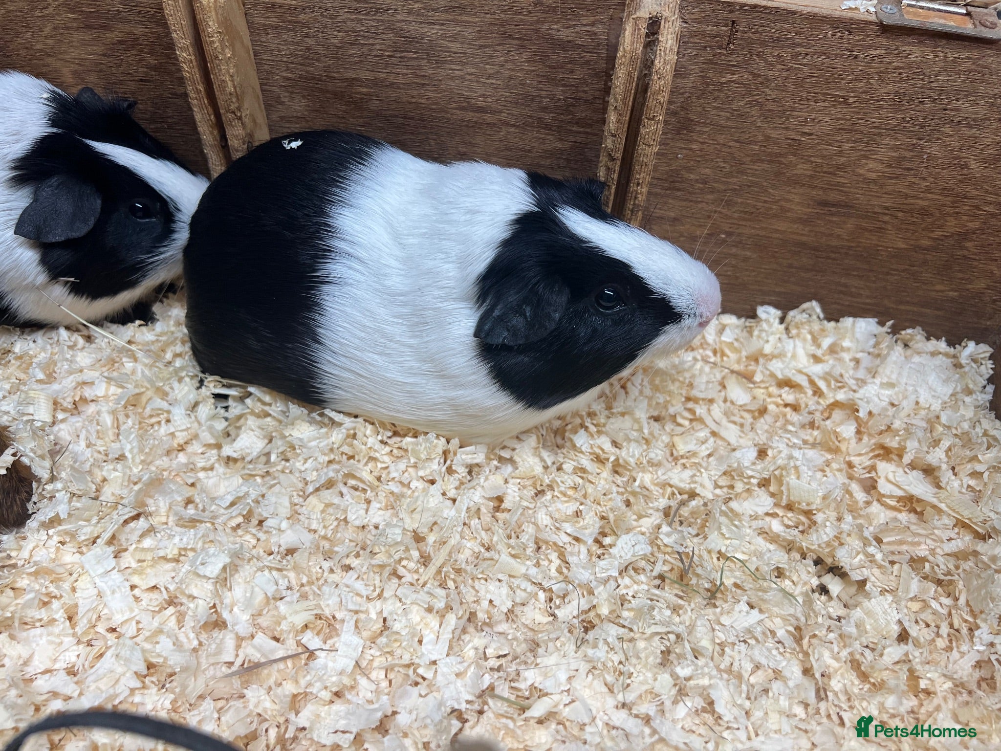 Guinea Pig rodents Male/Boars Dutch guinea pigs - Advert 2