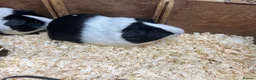 Guinea Pig rodents for sale: Male/Boars Dutch guinea pigs - Advert 2
