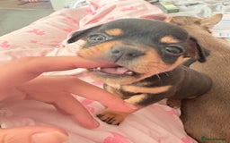 Chihuahua dogs for sale: 2 boys looking for there forever homes - Image 8