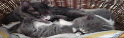 Mixed Breed cats for sale: Beautiful Grey & White Kittens – Boy and Girl in Crewe - Advert 8