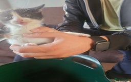 Mixed Breed cats for sale: 3kitten - Image 2