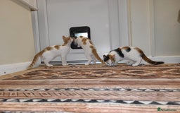 Mixed Breed cats for sale: Kittens  - Image 7