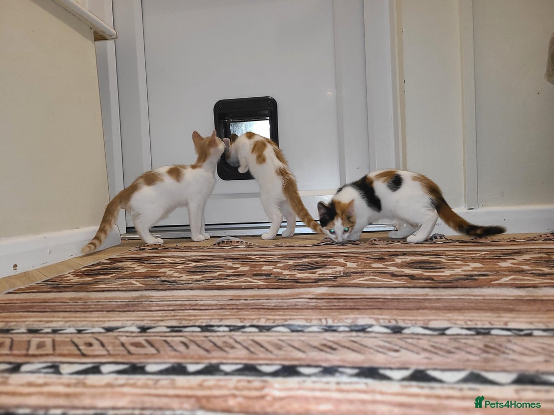 Mixed Breed cats for sale: Kittens  - Image 7