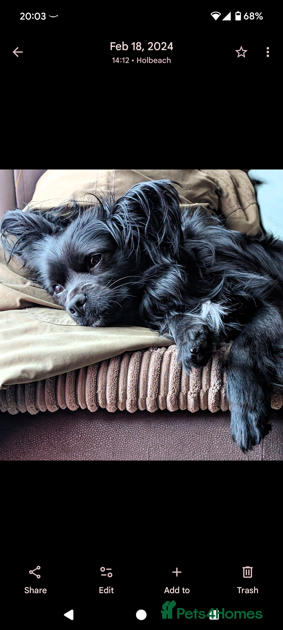 Mixed Breed dogs for sale: Chilier male Charlie  - Image 7