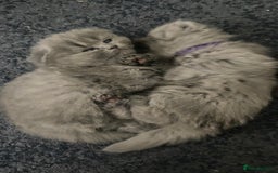 Scottish Fold cats for sale: Scottish fold kittens - Image 12