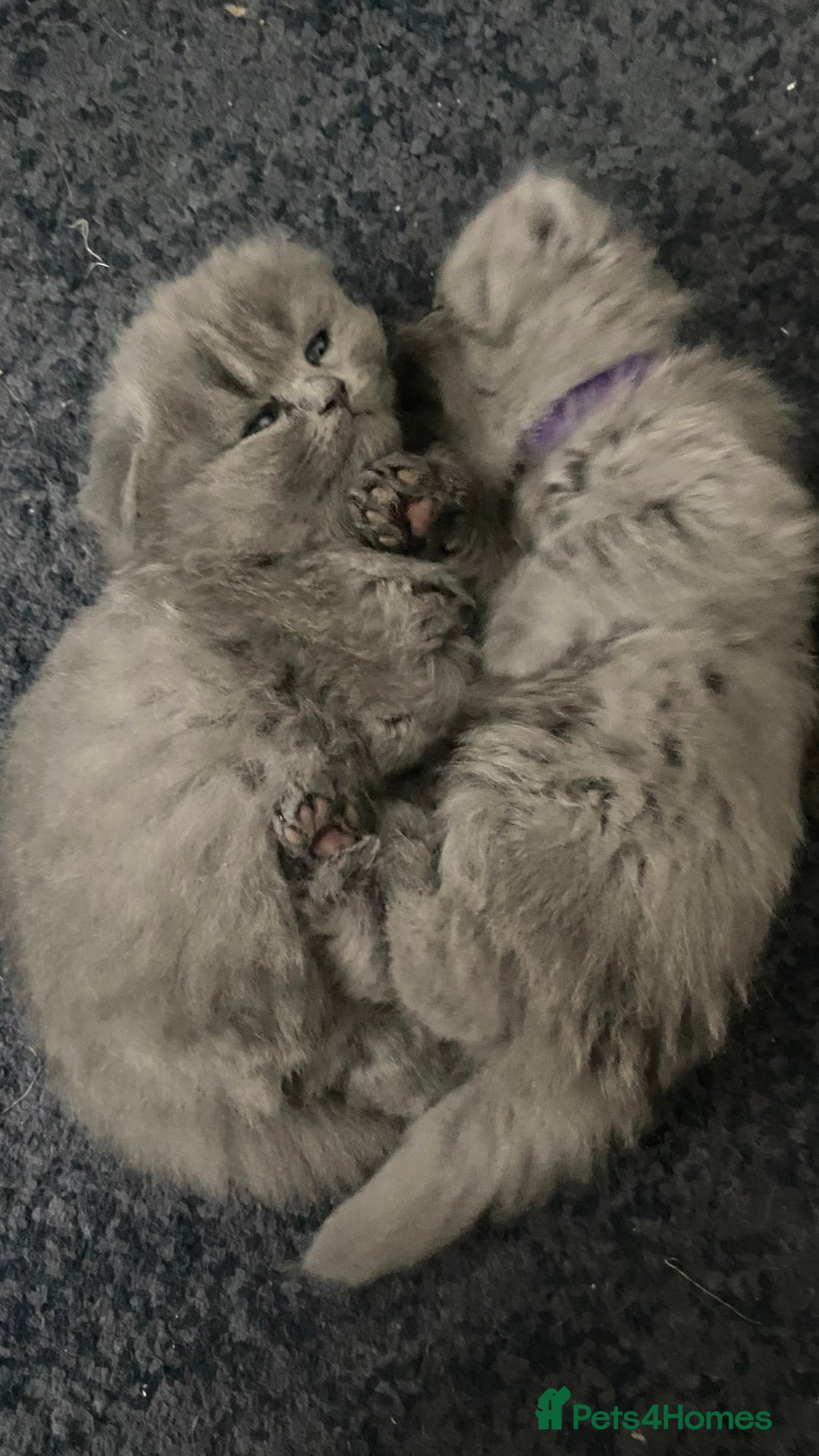 Scottish Fold cats for sale: Scottish fold kittens - Image 12