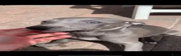 Whippet dogs for sale: Blue Kennel Club Registered Whippet pups - Advert 2